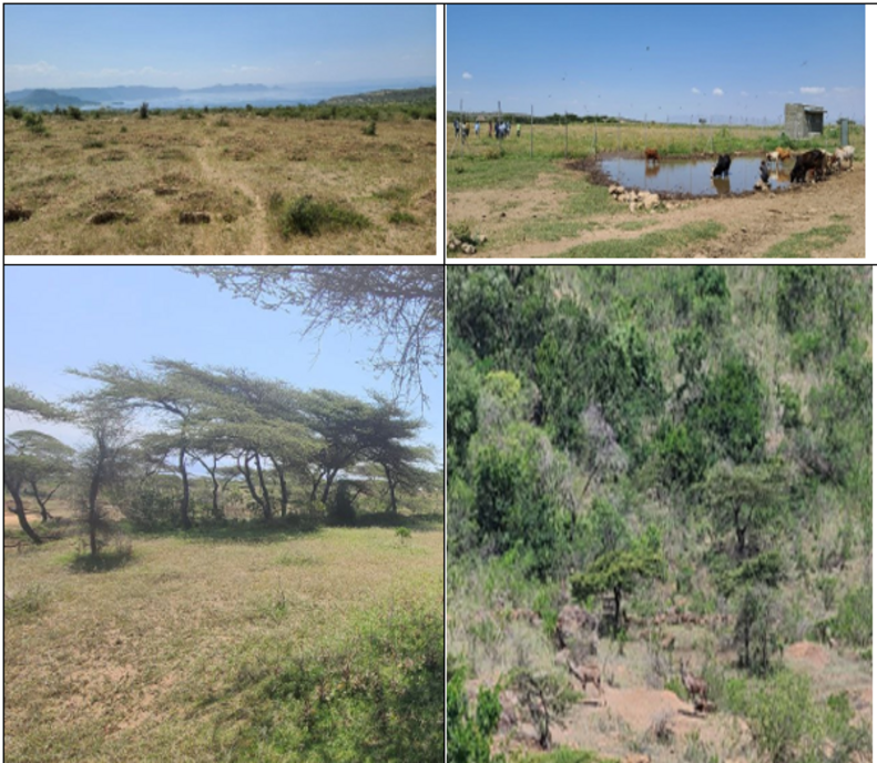 Arjo Gubeta and Sinkile restoration areas [top left picture is new expansion area (before), top right water kiosk, bottom left and right after the intervention