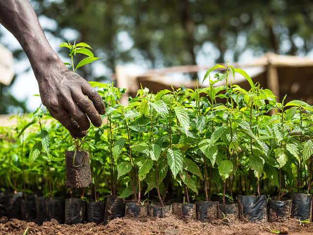 Tree nursery